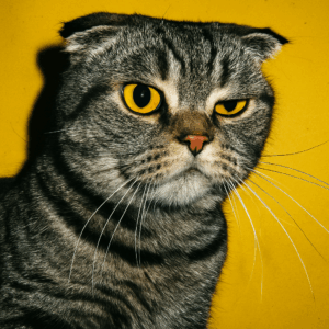 Agence web à Miribel | WebM – Création de sites & référencement local professionnel